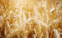 Golden sunset over wheat field. Shallow DOF, focus on ear